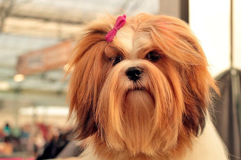 perro con el pelo largo