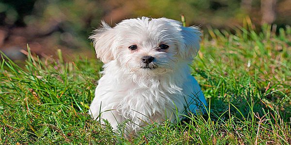 perro de tamaño pequeño