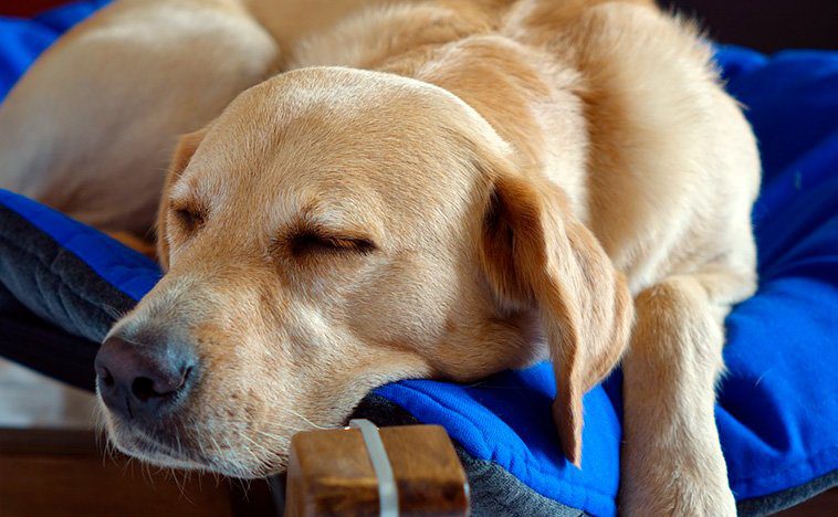 perro descansando en su cama