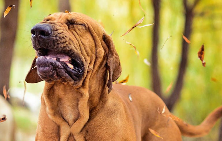 perro estornudando