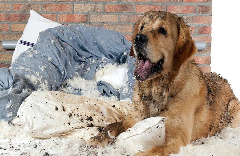 perro que ha roto su cama