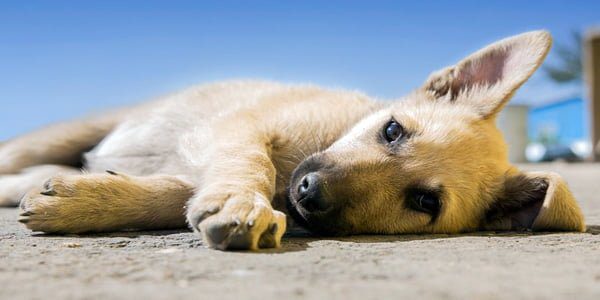 perro que ha sufrido un síncope