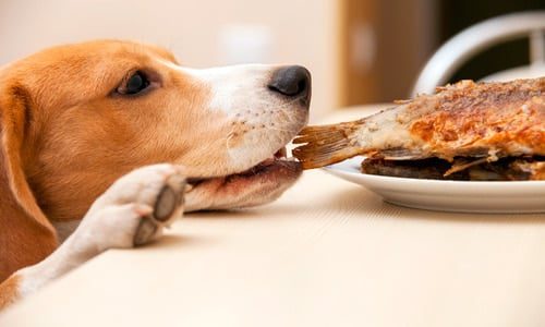 perro comiendo