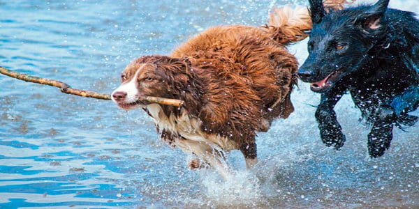 perros jóvenes jugando