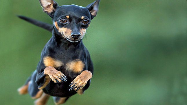 pinscher mini