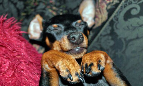 pinscher durmiendo