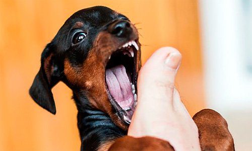 pinscher mordiendo