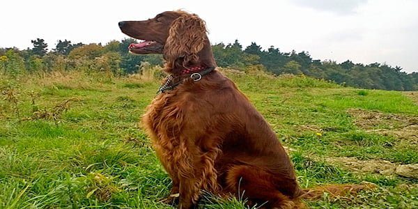setter irlandés