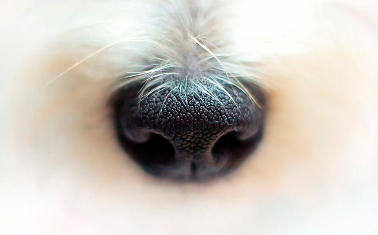 trufa de un perro