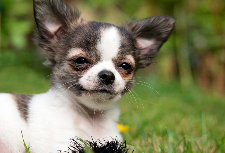Chihuahua en el jardín