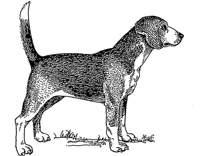 North Country Beagle