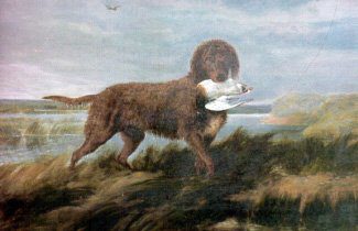Tweed Water Spaniel