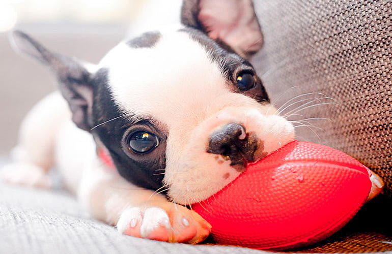 cachorro jugando