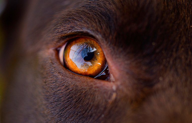 ojo de un perro