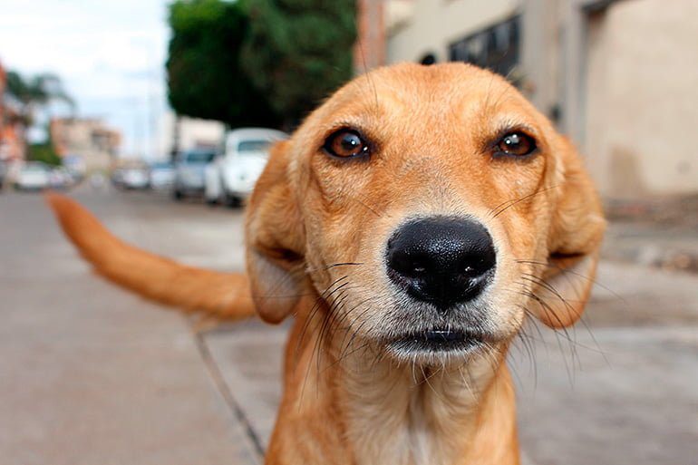 perro callejero adulto