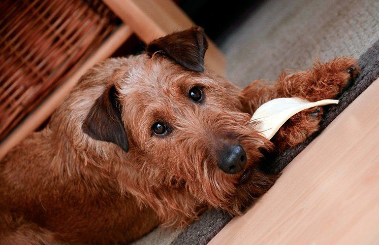 perro comiendo 2