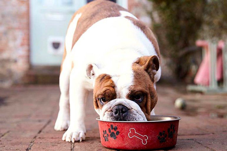 perro comiendo 3