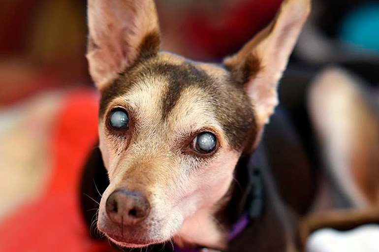 perro con cataratas en ambos ojos