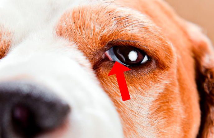 perro-con-protrusión-del-tercer-párpado
