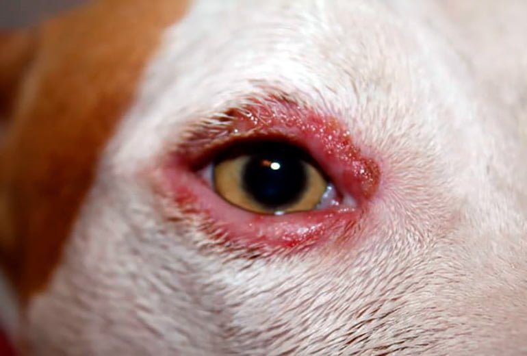 perro con señales de despigmentación en el rostro
