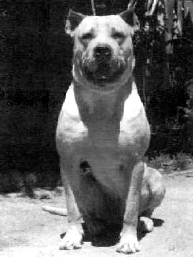 perro-de-pelea-cordobes