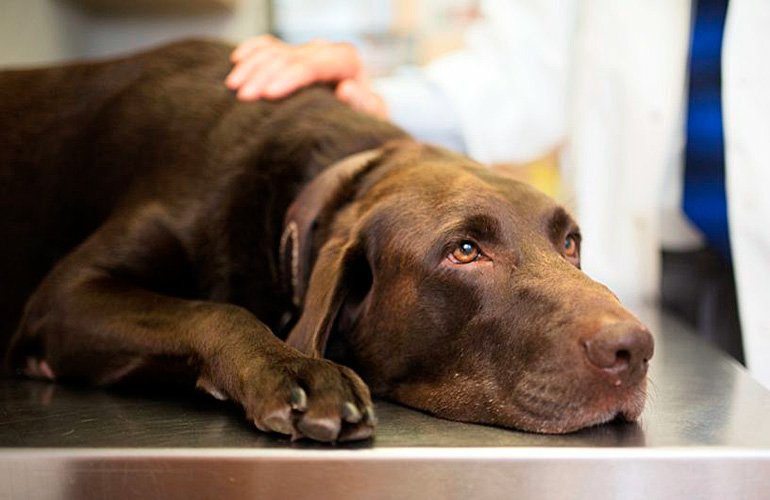 perro en el veterinario