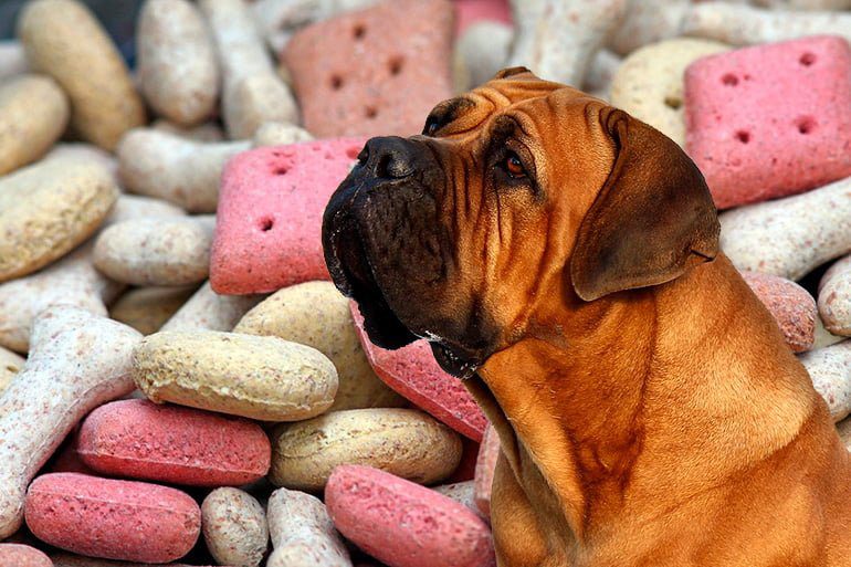 perro mirando croquetas