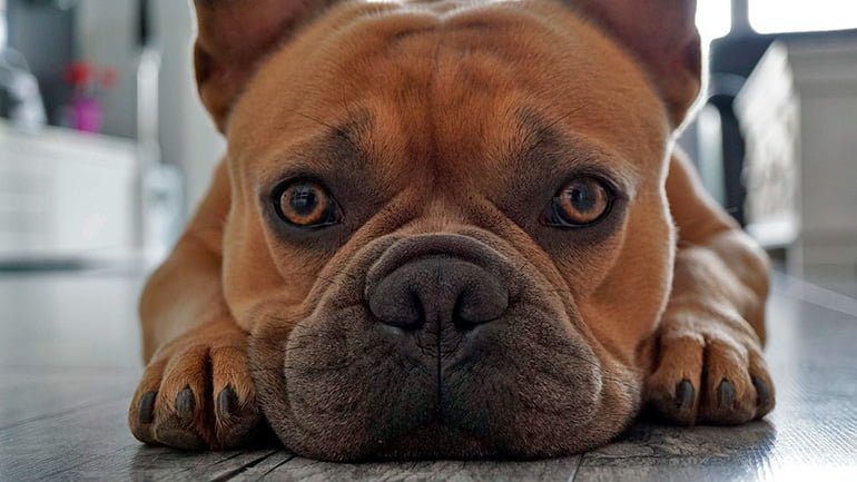perro tumbado