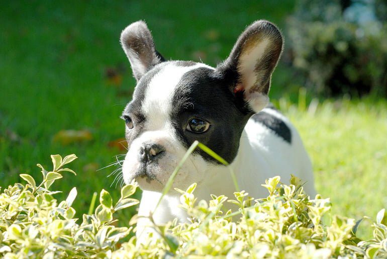 cachorro de bulldog