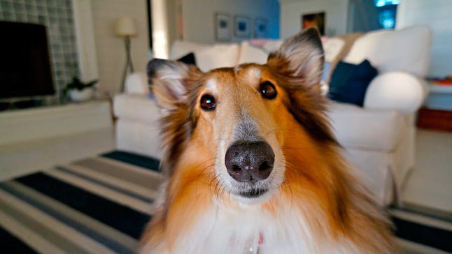 perro solo en casa
