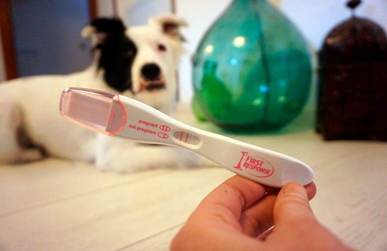 test de embarazo en perros