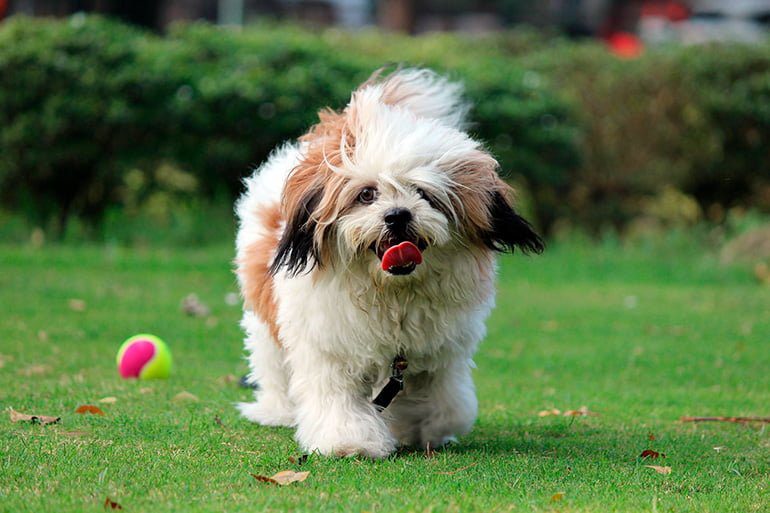 Lhasa-Apso-jugando-en-el-jardín