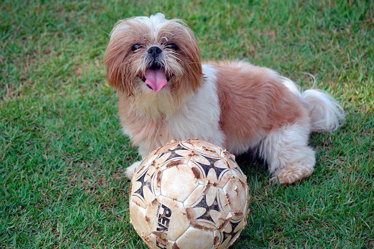 Shih-Tzu-jugando-con-un-balón