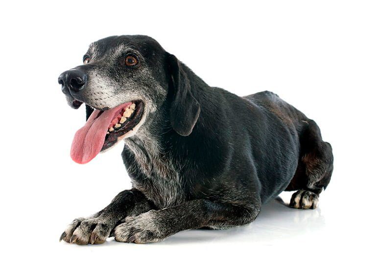 perro anciano 1