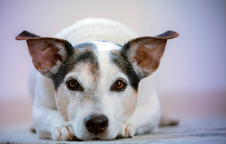 perro escuchando