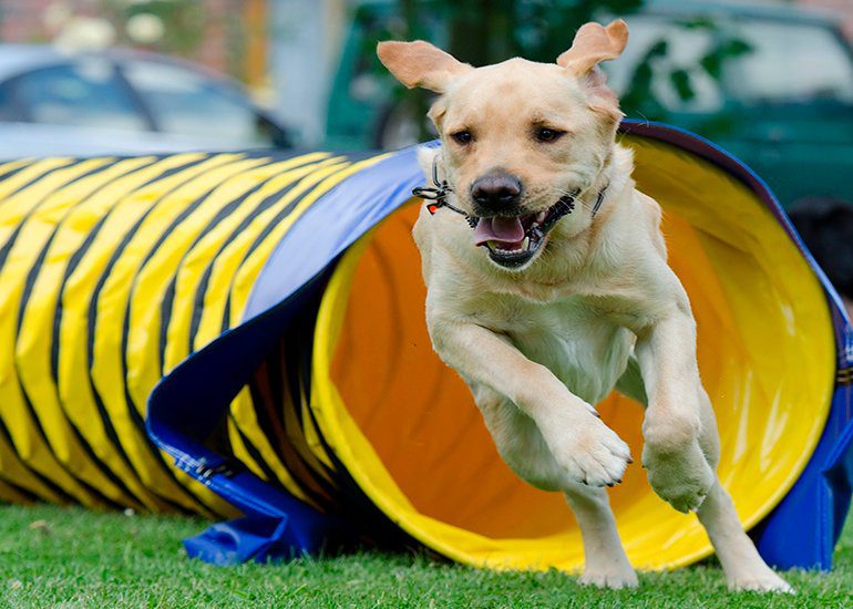 perro saliendo del tunel de Agility