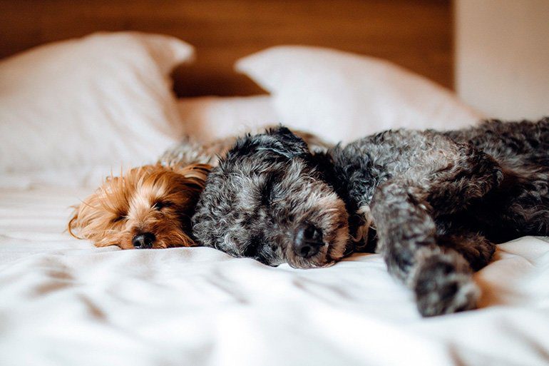 perros durmiendo sobre la cama