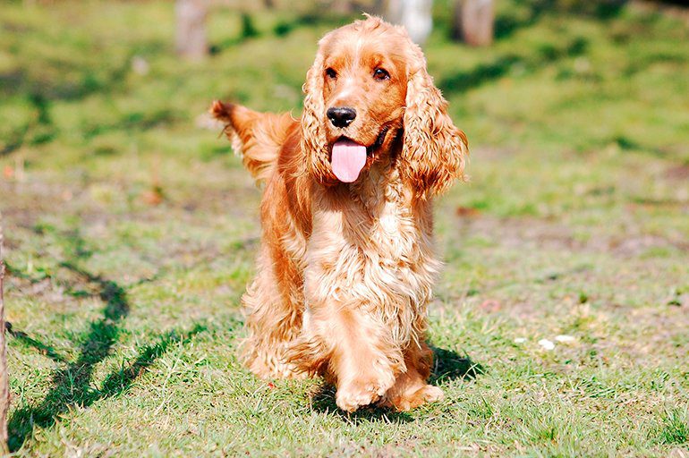 Cocker-Spaniel-Inglés