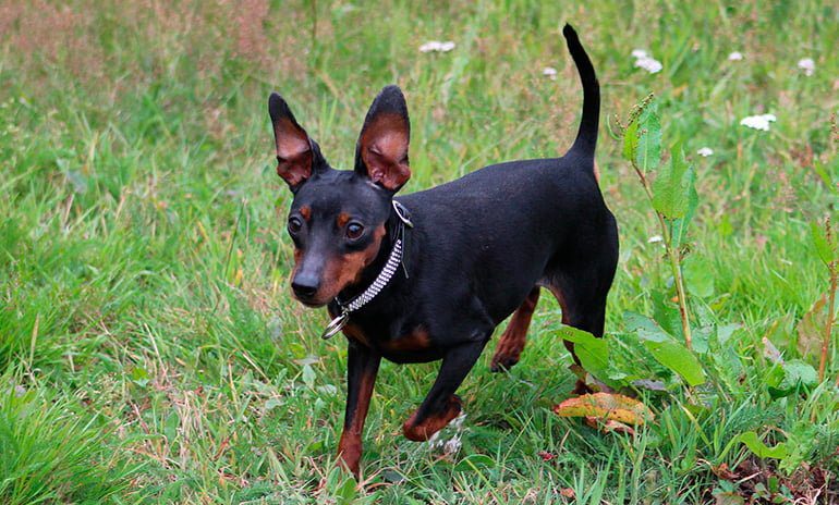 Pinscher-miniatura