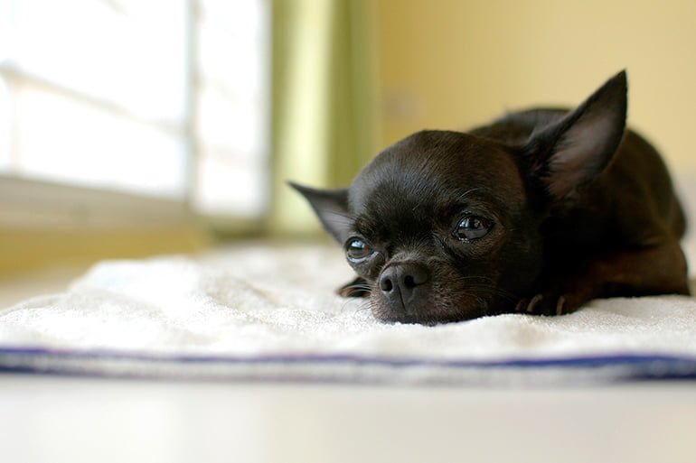 chihuahua-mini