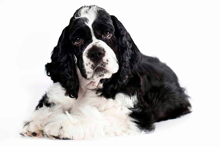 cocker-americano-perro