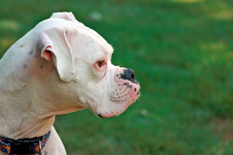 perro bóxer blanco