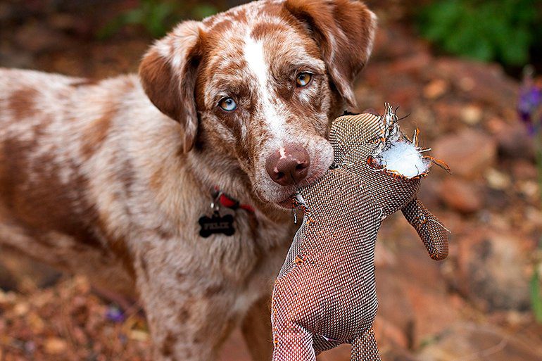 perro masticando un peluche