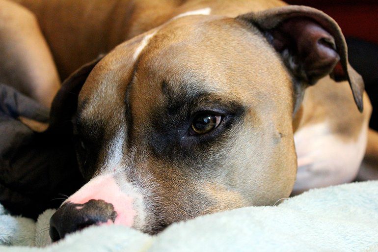 Perro de raza Pitbull descansando