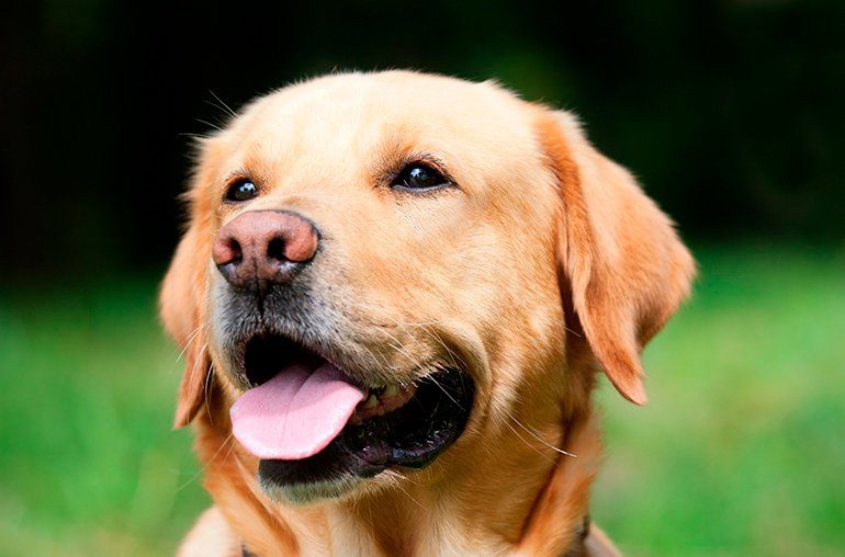 perro de raza labrador