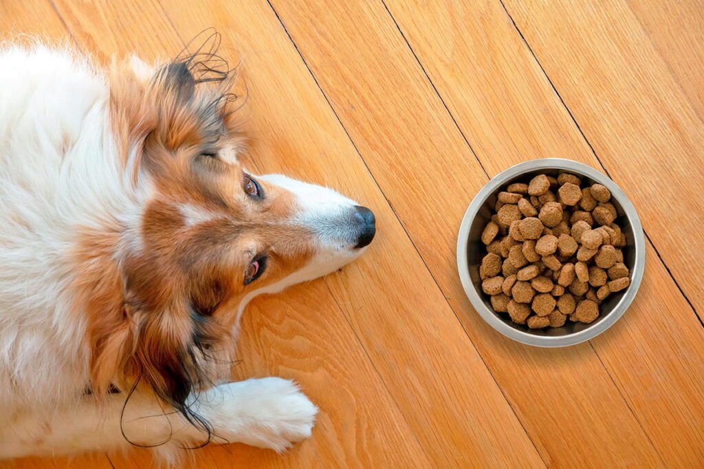 Perro no quiere comer su racion de pienso