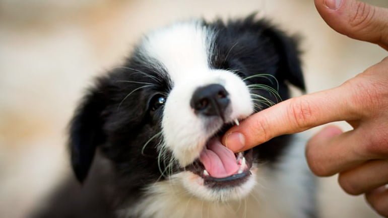 cachorro mordiendo una mano