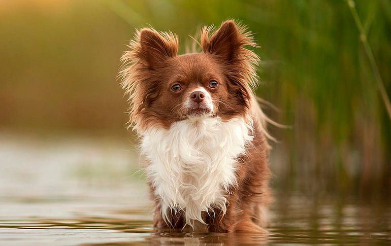 chihuahua con mucho pelo