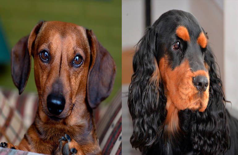 cocker vs teckel