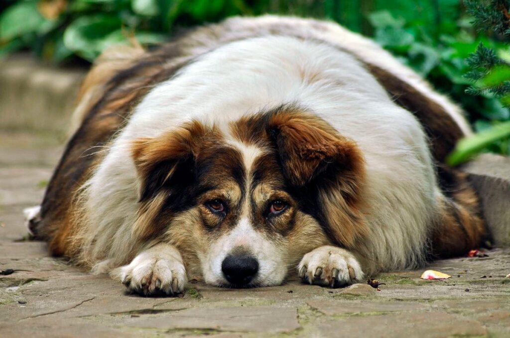 perro con hipotiroidismo